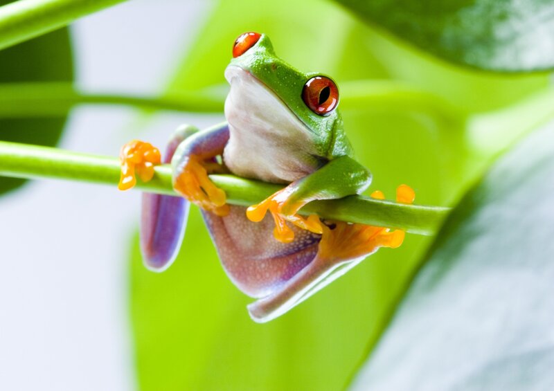 Red-eyed Tree Frog — Green, Calm, Photograph, Branch, Leaf