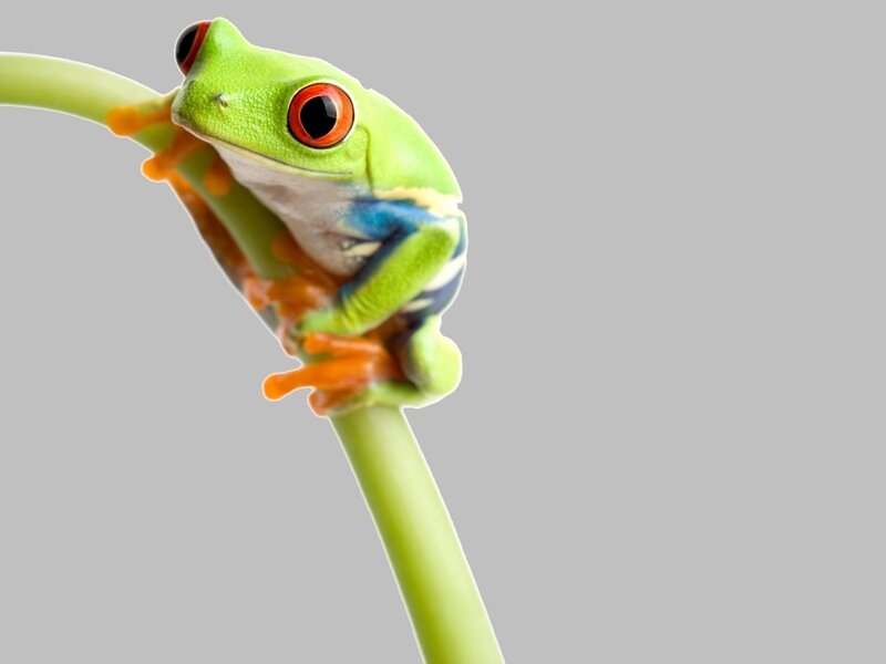 Red-eyed Tree Frog — Green, Calm, Photograph, Branch