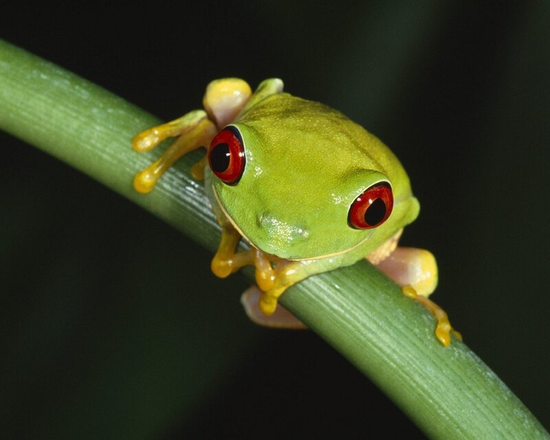 Red-eyed Tree Frog — Green, Calm, Photograph, Branch, Yellow, Black