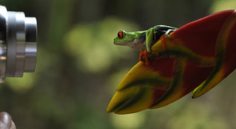 Red-eyed Tree Frog — Green, Calm, Photograph, Camera Lens