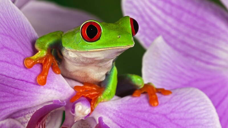 Red-eyed Tree Frog — Green, Calm, Photograph, Flower, Orchid