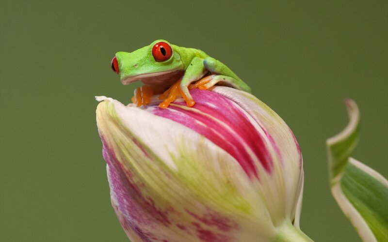 Red-eyed Tree Frog — Green, Calm, Photograph, Flower