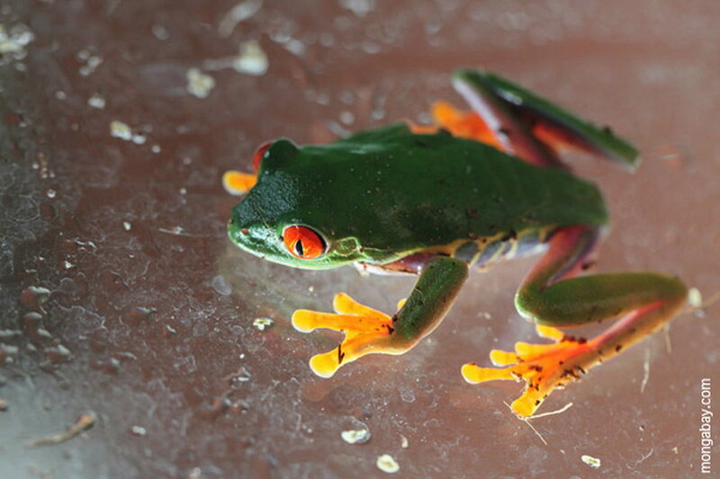 Red-eyed Tree Frog — Green, Calm, Photograph, Glass Surface