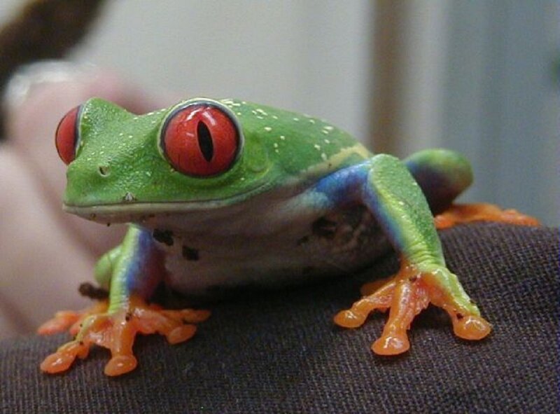 Red-eyed Tree Frog — Green, Calm, Photograph, Hand