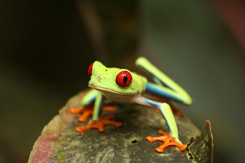 Red-eyed Tree Frog — Green, Calm, Photograph, Leaf, Branch
