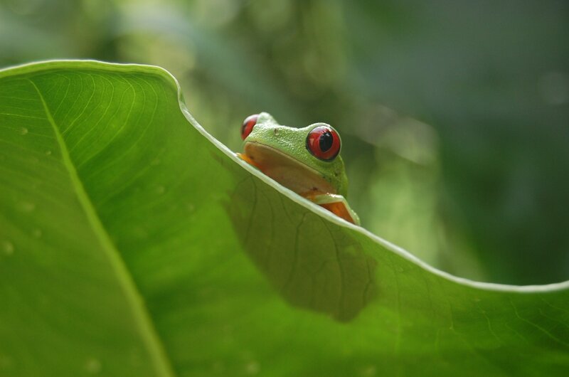 Red-eyed Tree Frog — Green, Calm, Photograph, Leaf, Eyes, Red