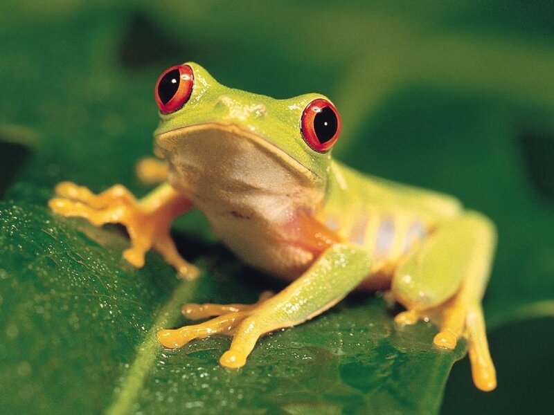 Red-eyed Tree Frog — Green, Calm, Photograph, Leaf, Eyes