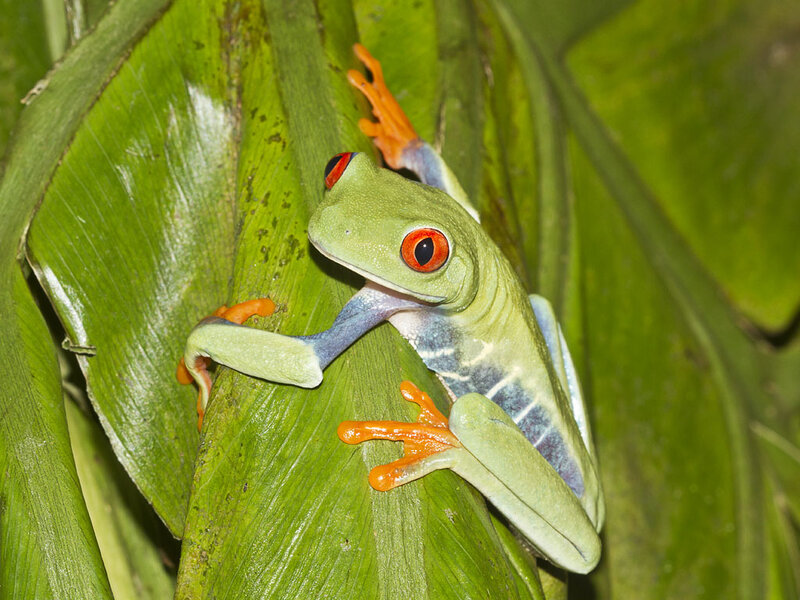 Red-eyed Tree Frog — Green, Calm, Photograph, Leaf, Green Leaf