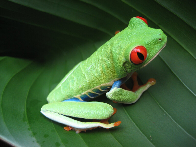 Red-eyed Tree Frog — Green, Calm, Photograph, Leaf, Green Skin