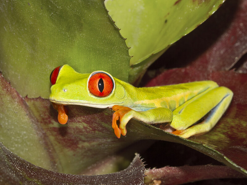 Red-eyed Tree Frog — Green, Calm, Photograph, Leaf, Plant