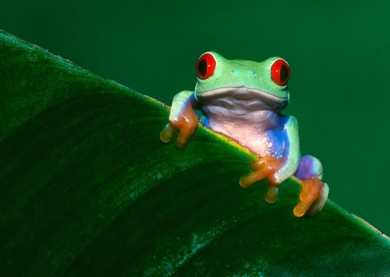 Red-eyed Tree Frog — Green, Calm, Photograph, Leaf