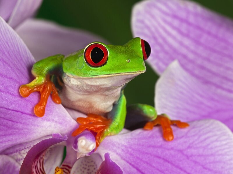 Red-eyed Tree Frog — Green, Calm, Photograph, Orchid Flower