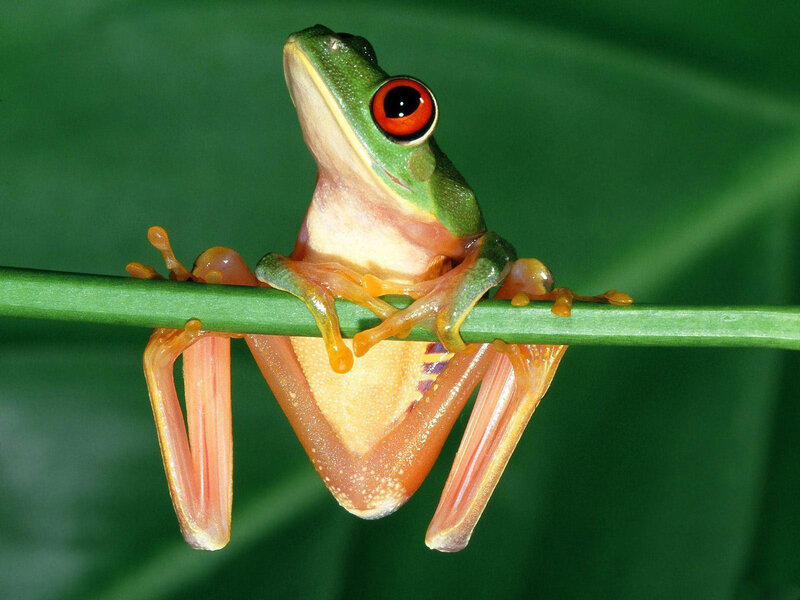 Red-eyed Tree Frog — Green, Calm, Photograph, Plant Stem, Green Leaf