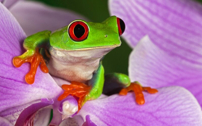 Red-eyed Tree Frog — Green, Calm, Photograph, Purple Orchid