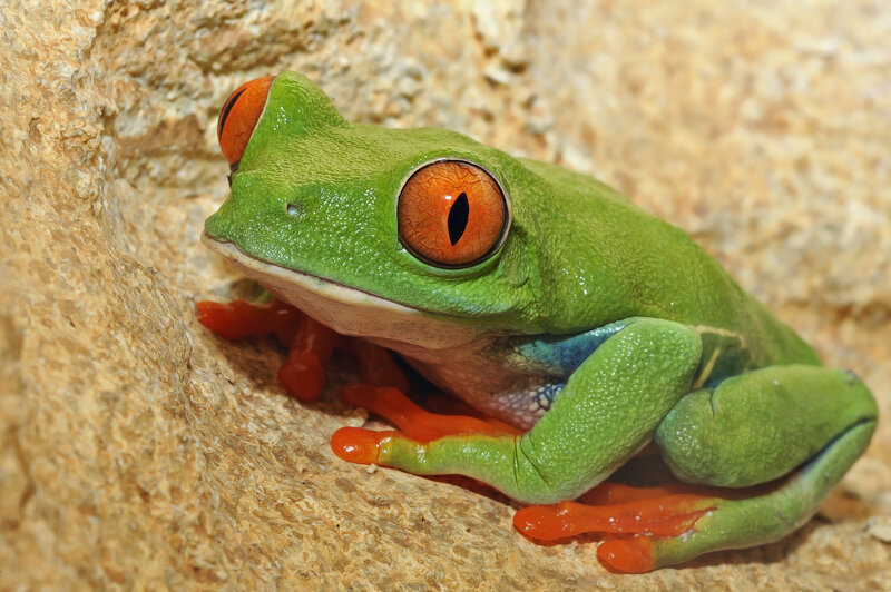 Red-eyed Tree Frog — Green, Calm, Photograph, Rock