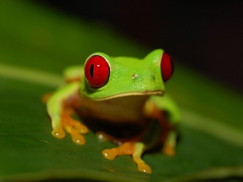 Red-eyed Tree Frog — Green, Calm, Photograph