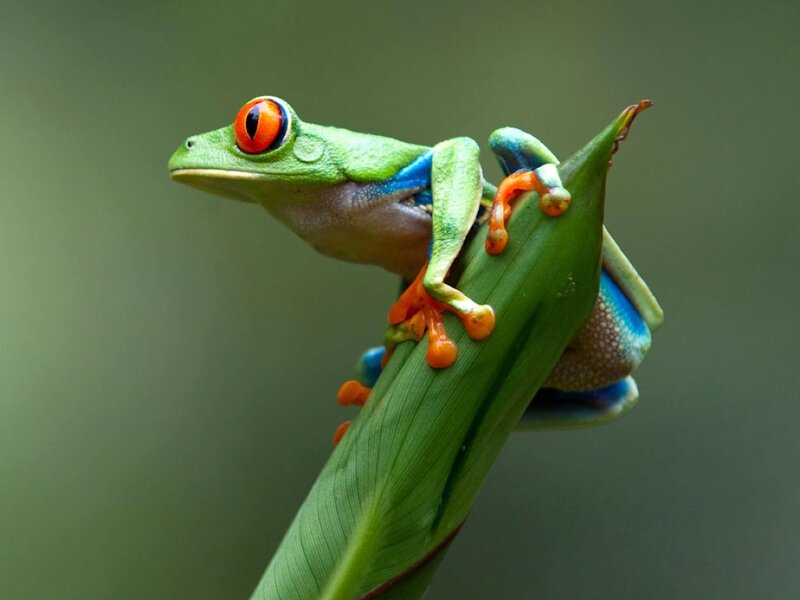 Red-eyed Tree Frog — Green, Calm