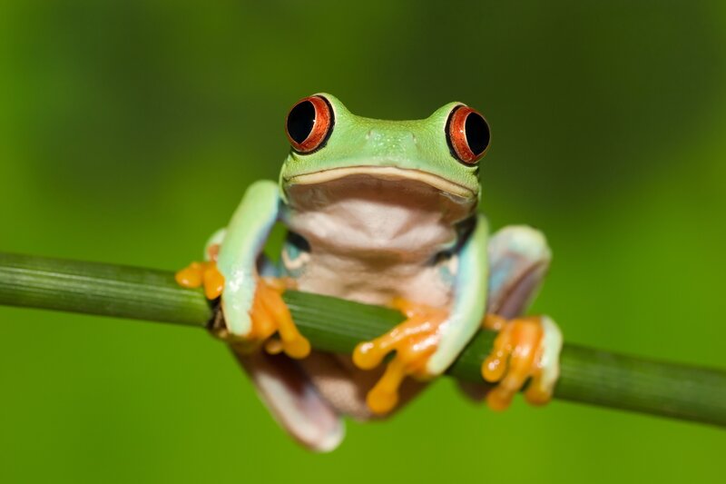 Red-eyed Tree Frog — Green, Curious, Photograph, Branch