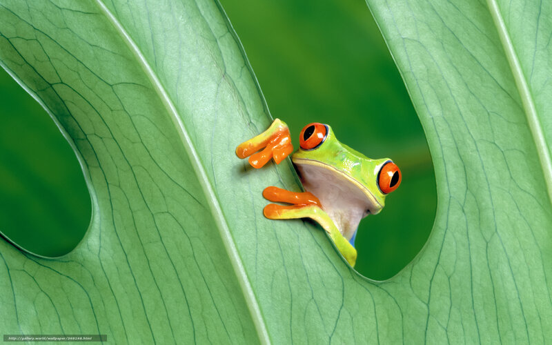 Red-eyed Tree Frog — Green, Curious, Photograph, Leaf, Hole