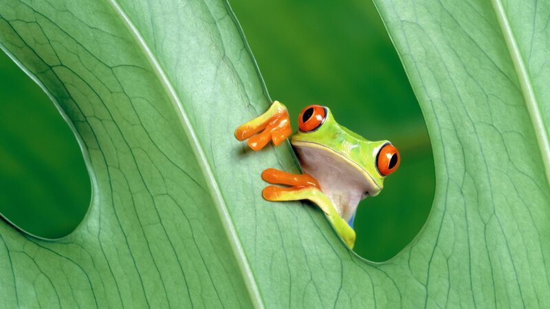 Red-eyed Tree Frog — Green, Curious, Photograph, Leaf