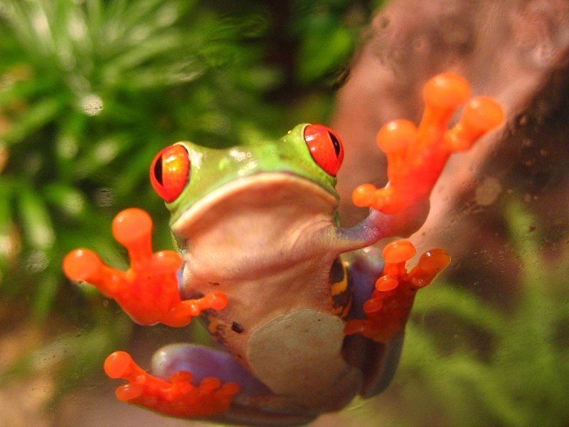 Red-eyed Tree Frog — Green, Curious