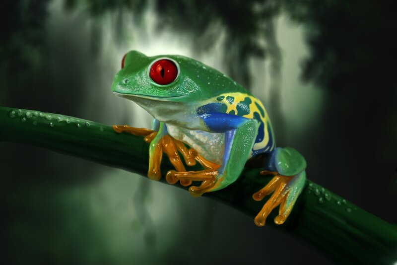 Red-eyed Tree Frog — Green, Dramatic, Digital Art, Branch