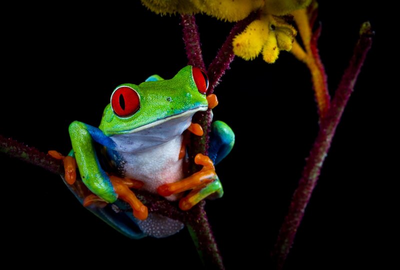 Red-eyed Tree Frog — Green, Dramatic, Night, Photograph, Branch