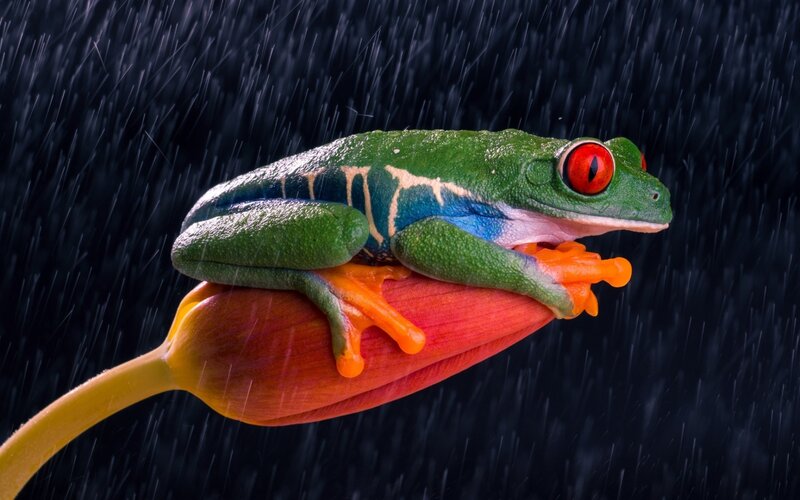 Red-eyed Tree Frog — Green, Dramatic, Night, Photograph, Flower