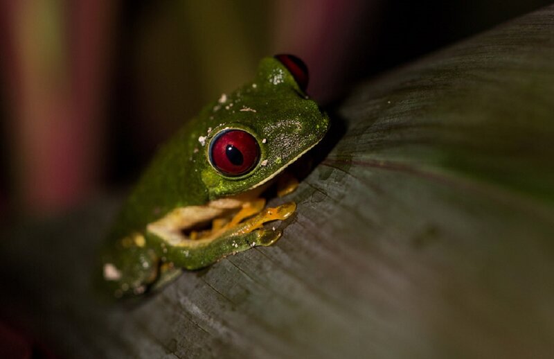 Red-eyed Tree Frog — Green, Dramatic, Night, Photograph, Leaf, Green Skin