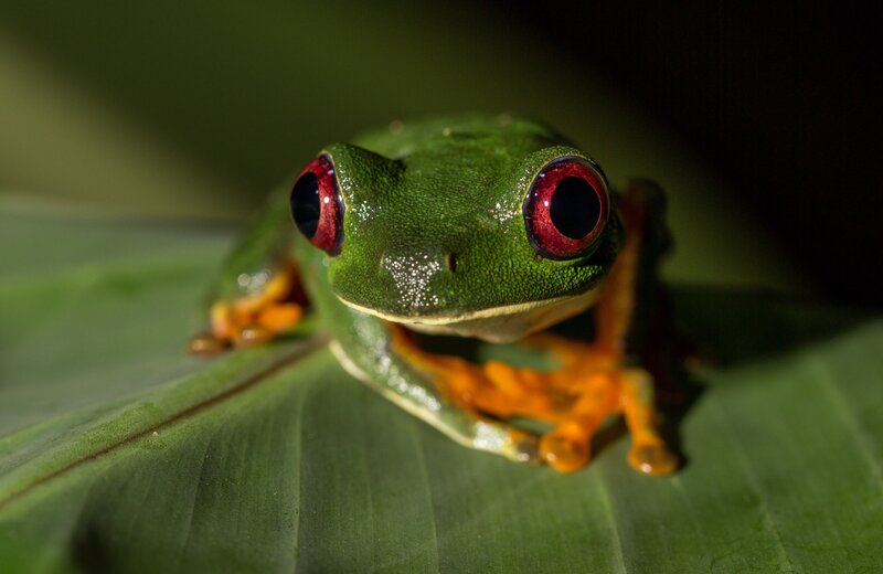 Red-eyed Tree Frog — Green, Dramatic, Night, Photograph, Leaf, Red, Orange
