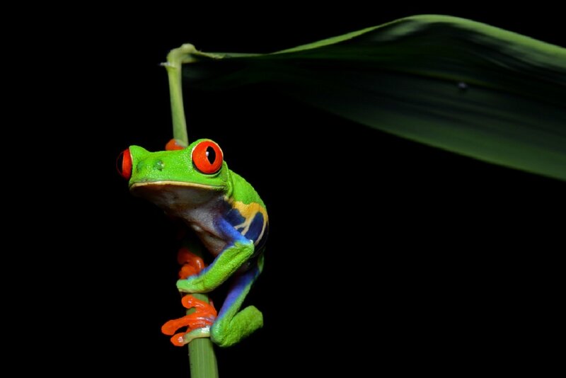 Red-eyed Tree Frog — Green, Dramatic, Night, Photograph, Leaf, Stem