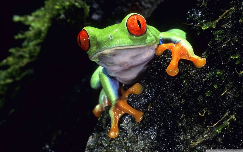 Red-eyed Tree Frog — Green, Dramatic, Night, Photograph, Moss
