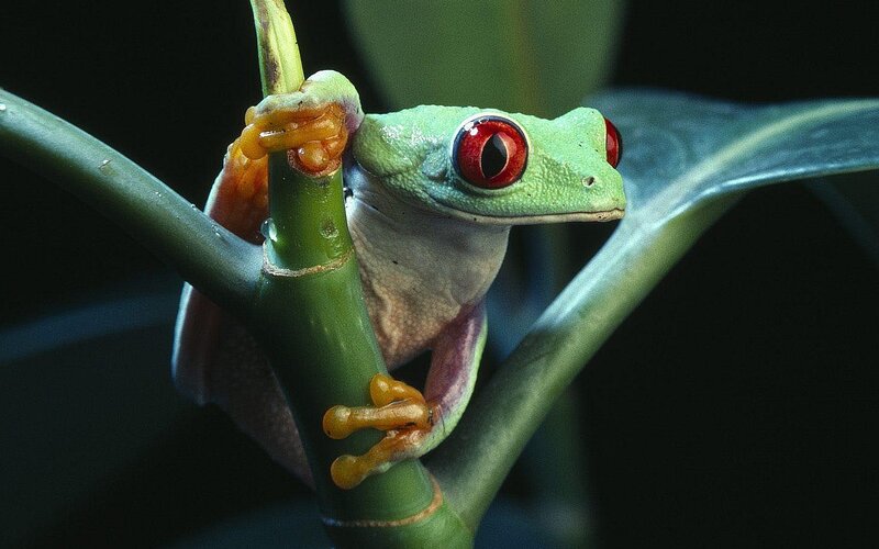 Red-eyed Tree Frog — Green, Dramatic, Night, Photograph, Plant Stem