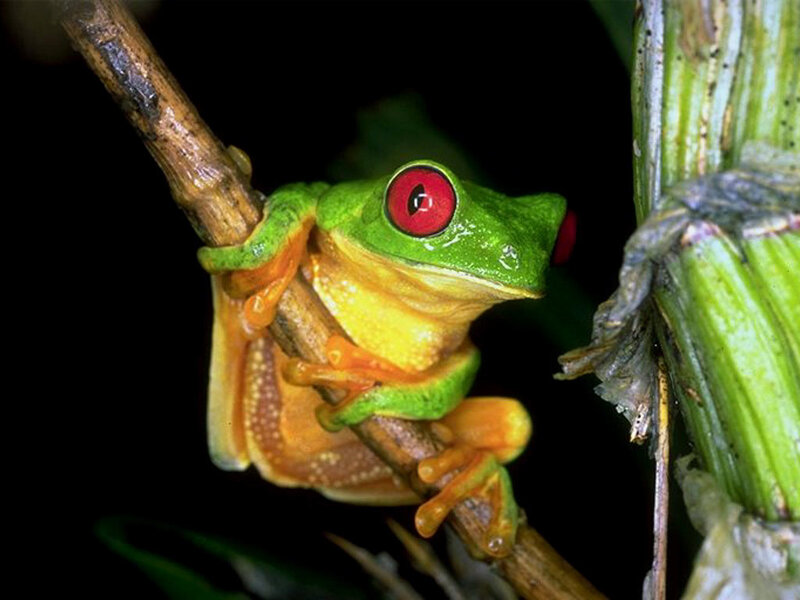 Red-eyed Tree Frog — Green, Dramatic, Night, Photograph