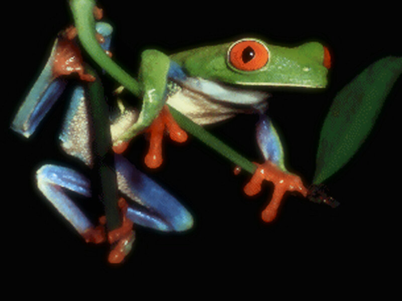 Red-eyed Tree Frog — Green, Dramatic, Night