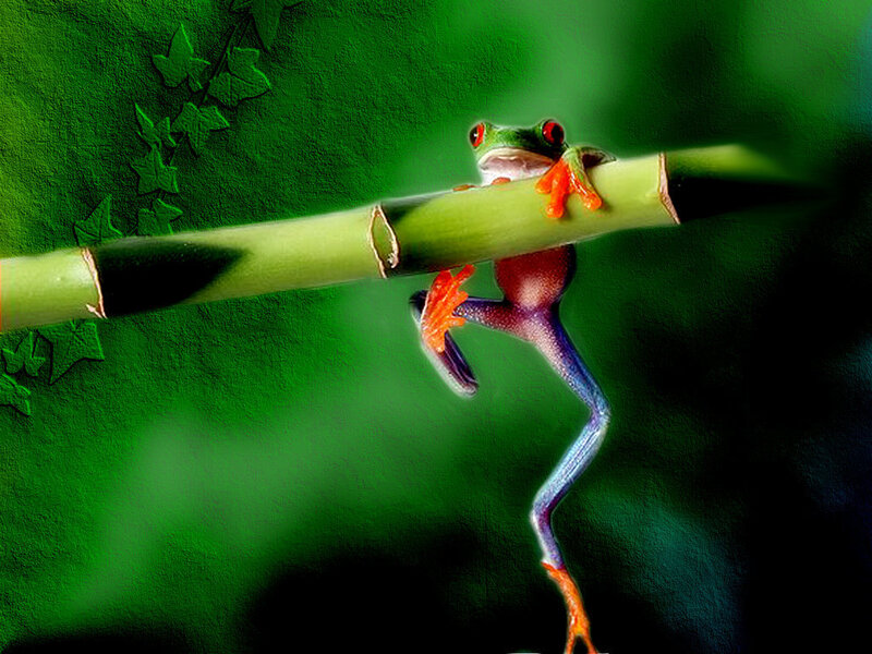 Red-eyed Tree Frog — Green, Dramatic, Photograph, Bamboo