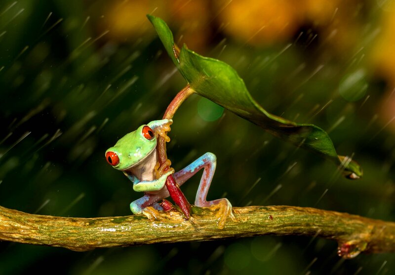 Red-eyed Tree Frog — Green, Dramatic, Photograph, Branch, Leaf, Rain