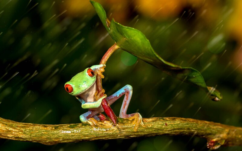 Red-eyed Tree Frog — Green, Dramatic, Photograph, Branch, Leaf