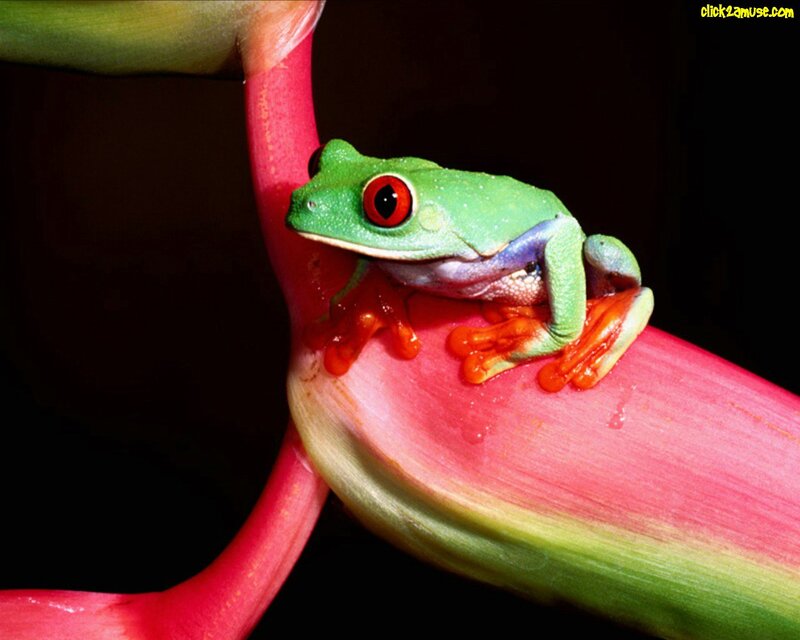 Red-eyed Tree Frog — Green, Dramatic, Photograph, Flower