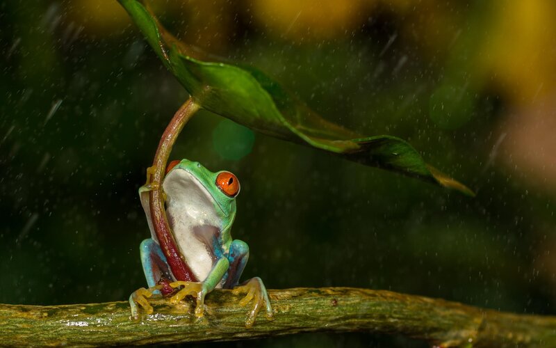 Red-eyed Tree Frog — Green, Dramatic, Photograph, Leaf, Branch, Rain