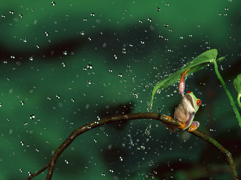 Red-eyed Tree Frog — Green, Dramatic, Photograph, Leaf, Branch