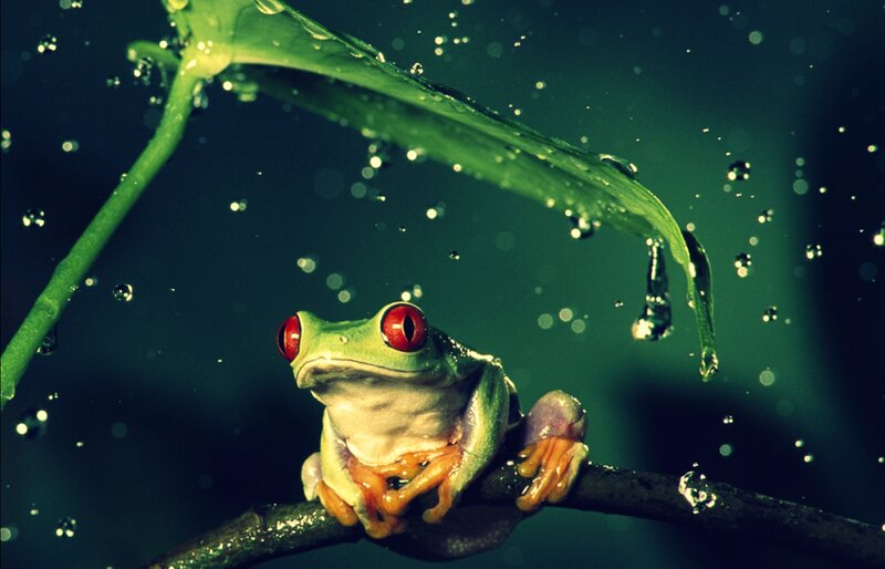 Red-eyed Tree Frog — Green, Dramatic, Photograph, Leaf, Branch, Water Droplets