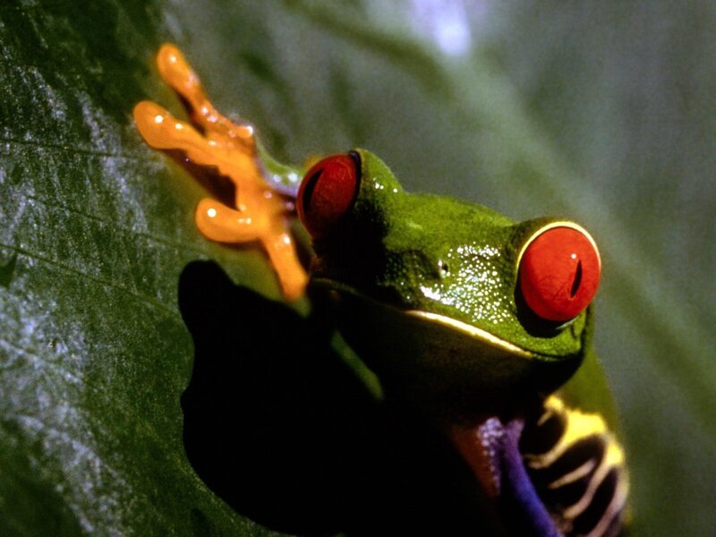 Red-eyed Tree Frog — Green, Dramatic, Photograph, Leaf, Eye