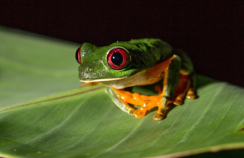 Red-eyed Tree Frog — Green, Dramatic, Photograph, Leaf, Orange, Black
