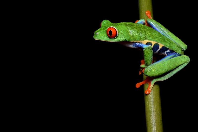 Red-eyed Tree Frog — Green, Dramatic, Photograph, Plant Stem
