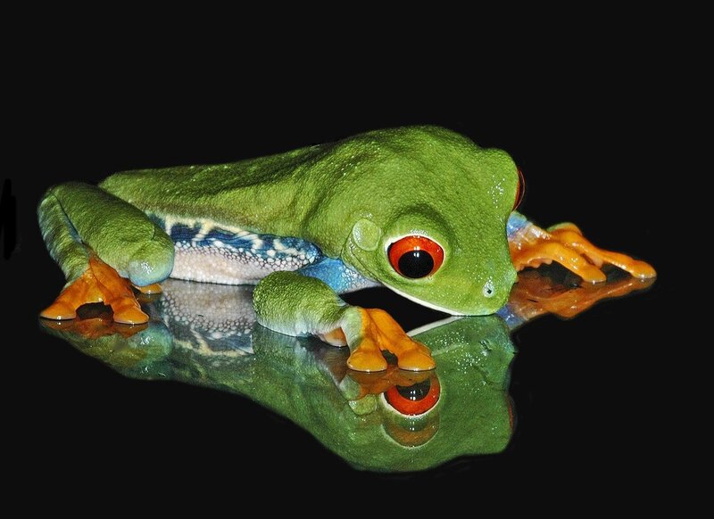 Red-eyed Tree Frog — Green, Dramatic, Photograph, Reflection, Black Background
