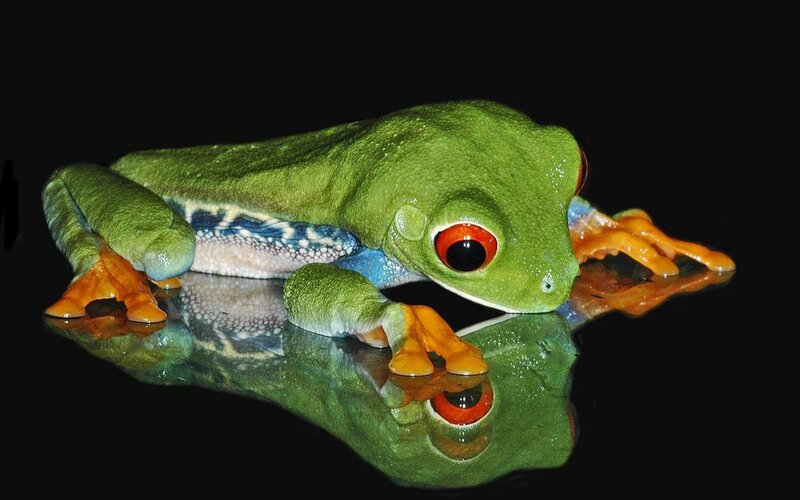 Red-eyed Tree Frog — Green, Dramatic, Photograph, Reflection
