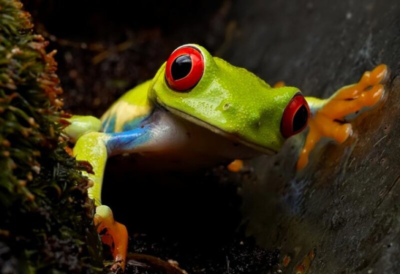 Red-eyed Tree Frog — Green, Dramatic, Photograph