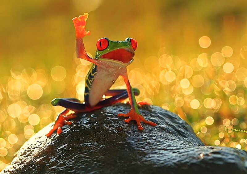 Red-eyed Tree Frog — Green, Dramatic, Sunset