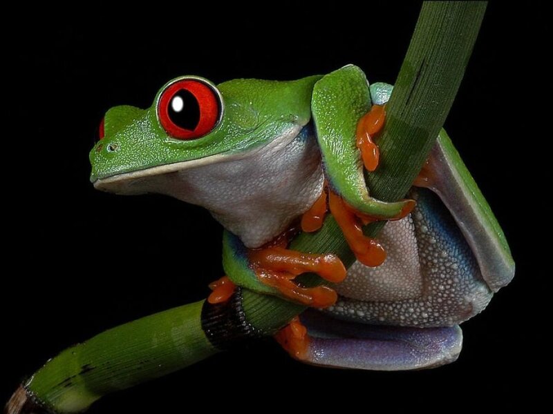 Red-eyed Tree Frog — Green, Dramatic